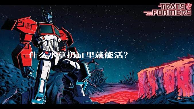 什么水草扔缸里就能活？